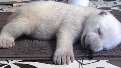 Polar bear cub