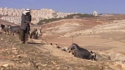 Shepherd with sheep and goats in hills around Bethlehem