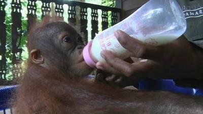 An orangutan is fed milk