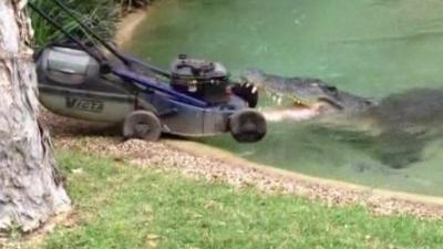 Crocodile attacks lawn mower