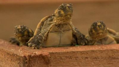 Turtles hatching in Brazil