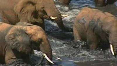 Elephants walk through water