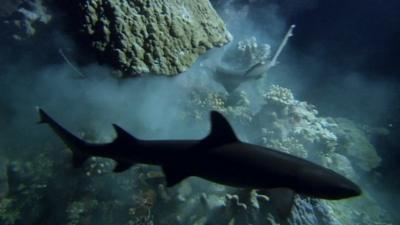 Sharks feeding in a cave