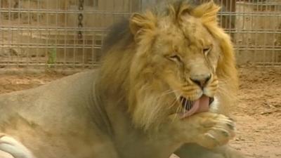 Lion in Tripoli zoo