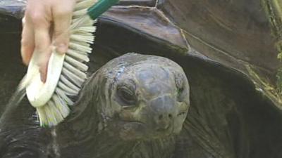 A tortoise is hosed down and scrubbed in Victoria, Australia