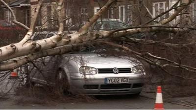 Silver birch tree fallen across a car bonnet.