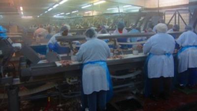 Workers on the line at a catfish plant in Mississippi