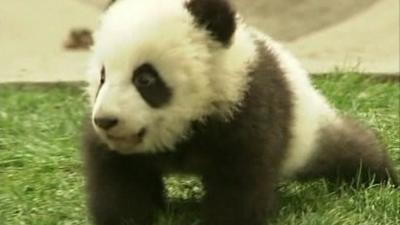 Giant panda cub.