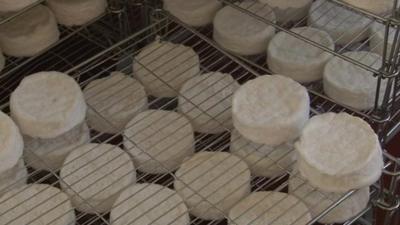 Camembert cheeses on rack