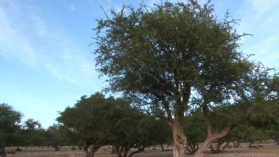 Argan tree