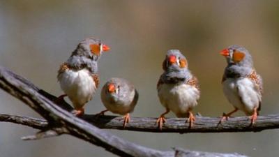 Zebra finches