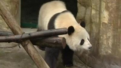 Chinese panda