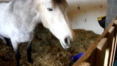 Horse inside its owner's home