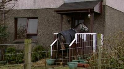 Check out the horse who lives in a house!