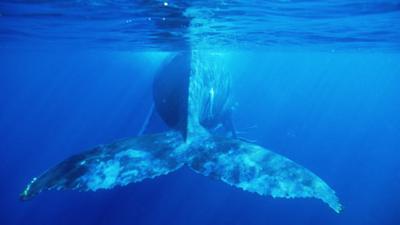 Humpback whale's tail