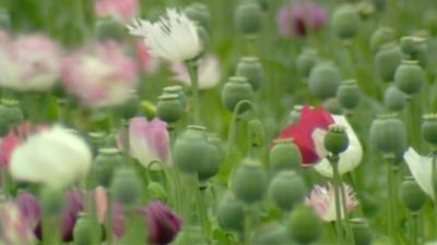 Opium field in Afghanistan