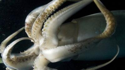 Humboldt Squid