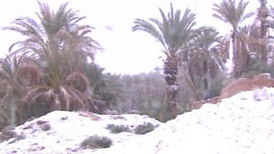 Snow and palm trees in Algeria