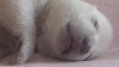 Baby polar bear cub in China