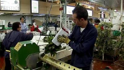 Flower warehouse in Colombia