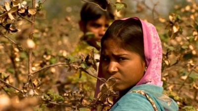 Child working in the cotton field