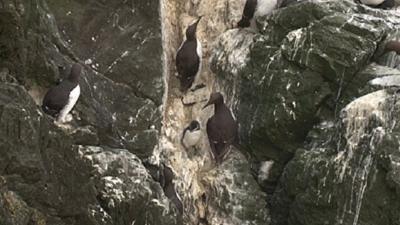 Birds on a cliff face