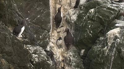 Birds on a cliff face