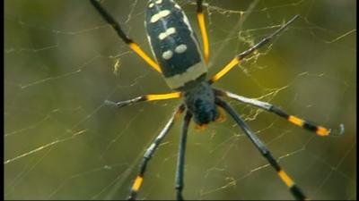 Golden Orb spider