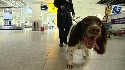 Drug detection dog at Heathrow