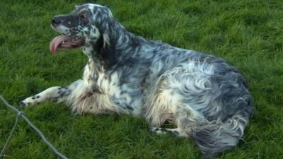 An English Setter