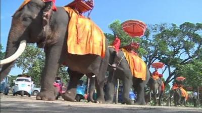 Elephants in Thailand