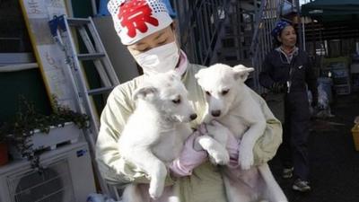 Japan Fukushima pet rescue