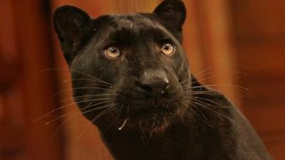 The creature locals thought could be responsible was described as 'panther-like'.