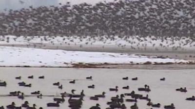 Migratory birds visit Kashmir's wetlands