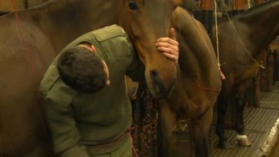 Horse being groomed