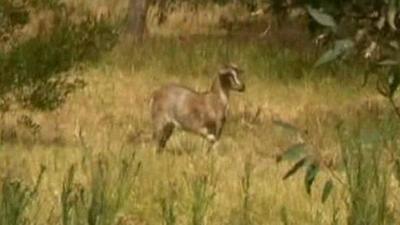 Goat on the run