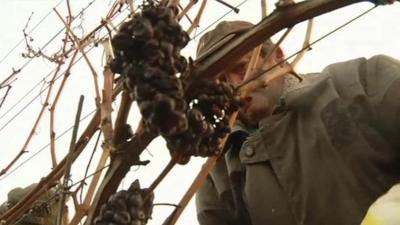 Workers harvesting grapes for ice wine