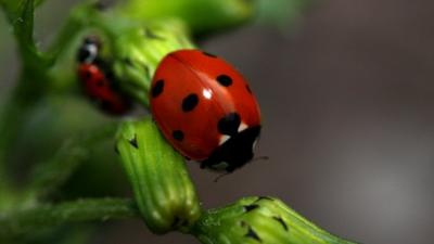 seven-spot ladybird on a plant