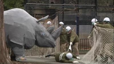 Papier Mache rhino escaping from Japanese zoo