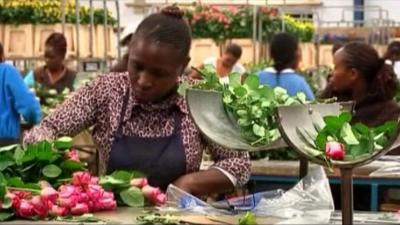 Kenyan flower-growers