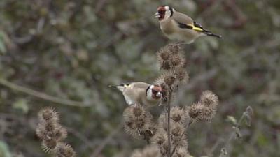 Goldfinch on farmland