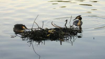 Grebes' nest in Roath Park late - photo by Nick Steele