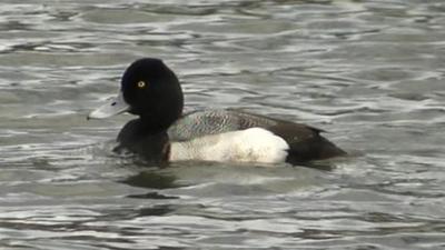 The lesser scaup in Newquay