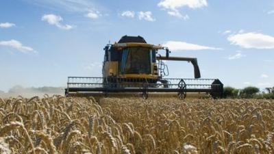 wheat harvester