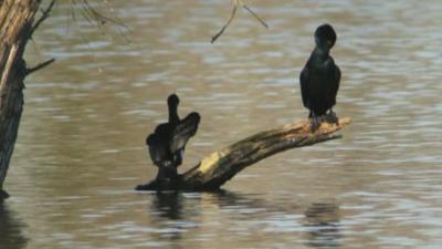 Cormorants