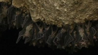 Bats at the Monfort sanctuary