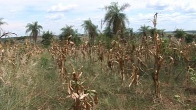 Maize crops suffer from lack of water