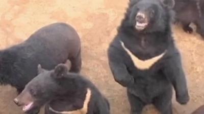 Chinese moon bears