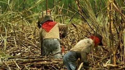 Sugar cane plantation in Colombia