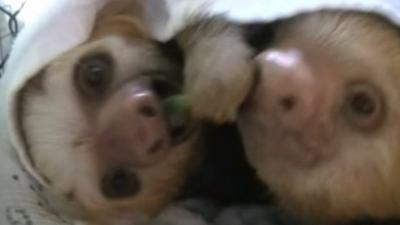 Costa Rican sloths in documentary Meet the Sloths